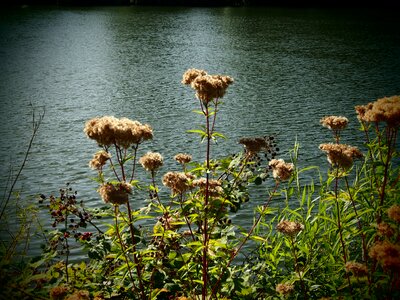 Baden württemberg river plant