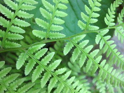 Green forest woods
