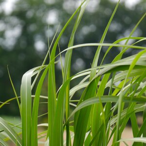 Grass game grass plant photo