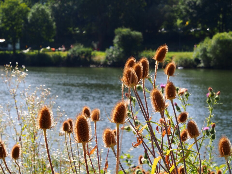 Neckar nature heidelberg