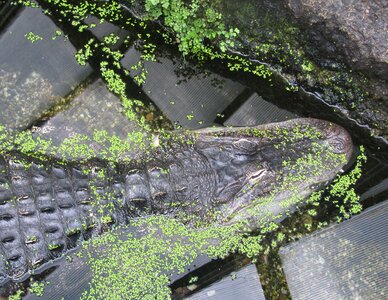 Crocodile water green