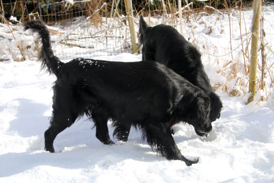 Black animal flat-coated retriever