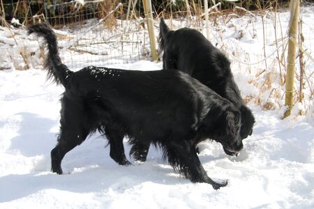 Black animal flat-coated retriever