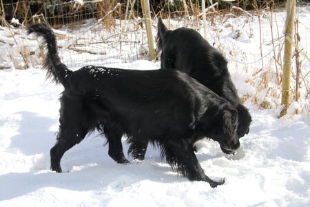 Black animal flat-coated retriever photo