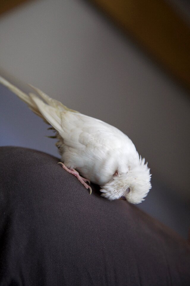 Cute bird white