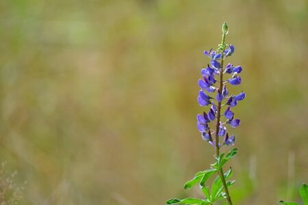 Plants flowers flower