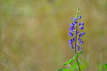 Plants flowers flower photo