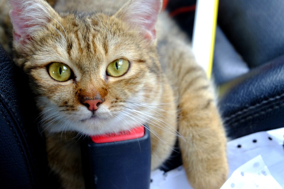 Catkin home kitten