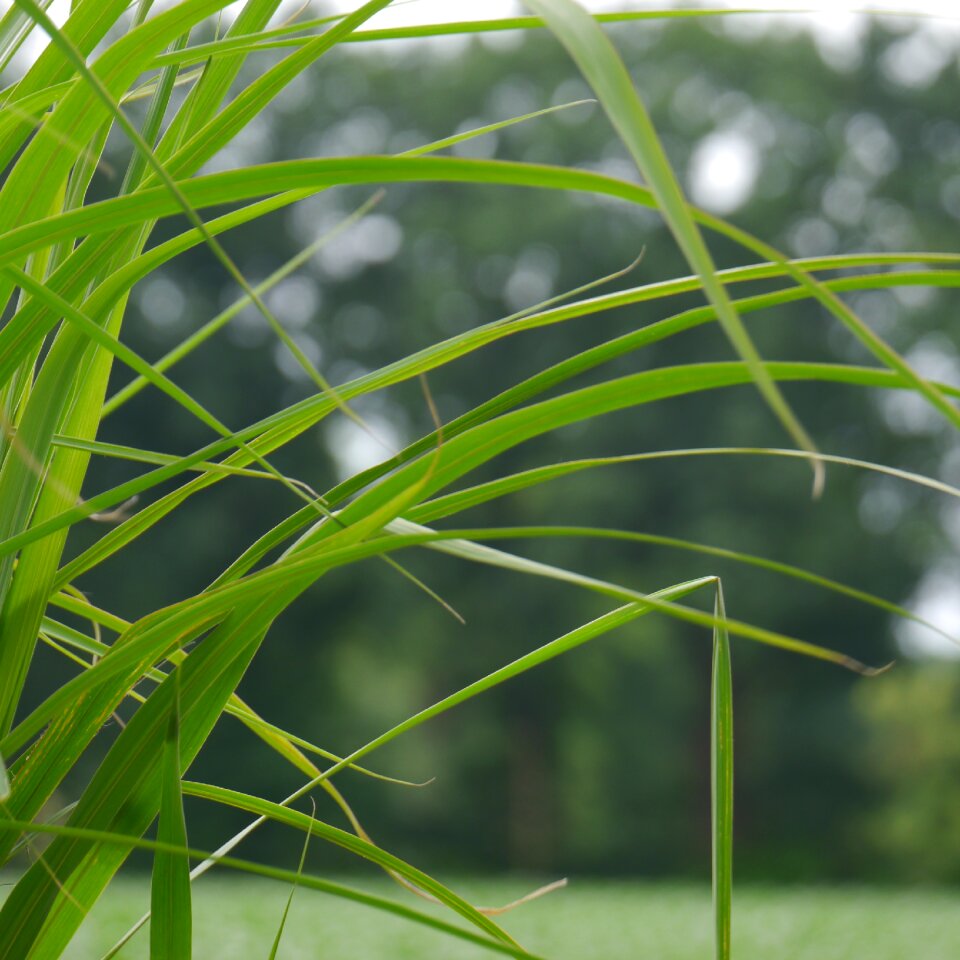 Landscape game grass plant