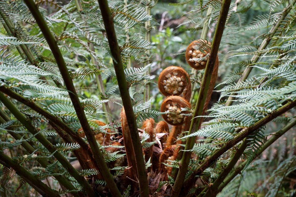Australia foliage environment