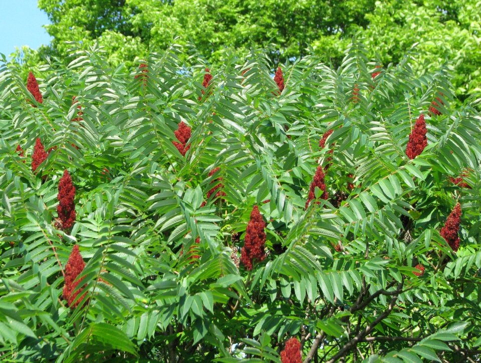 Ornamental shrub invasive moneymore
