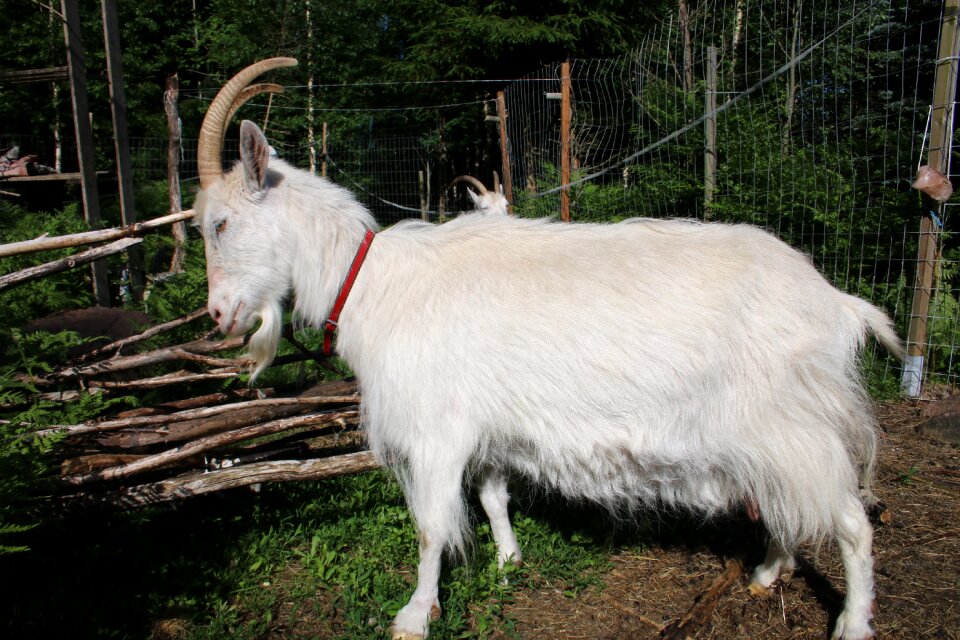 White the horns culture