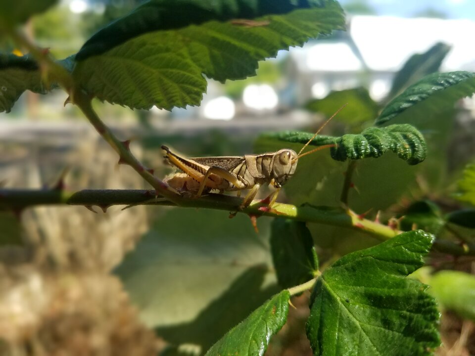 Bug natural nature