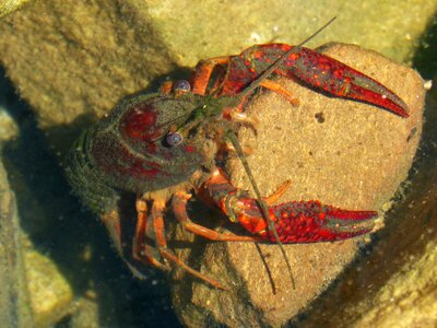 Tweezers river invasive species