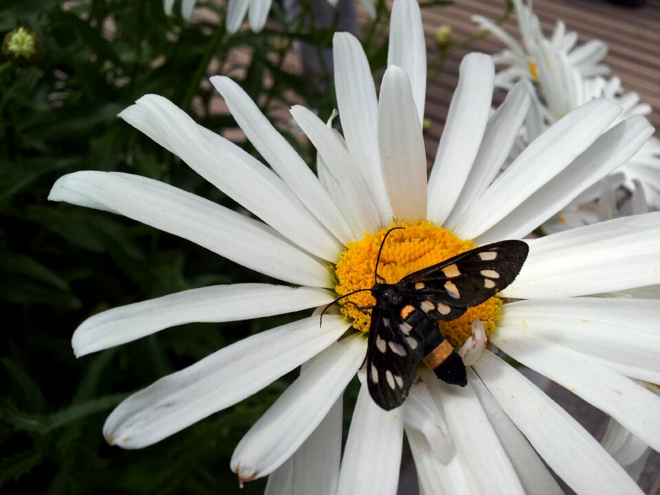 Nature butterfly park daisy