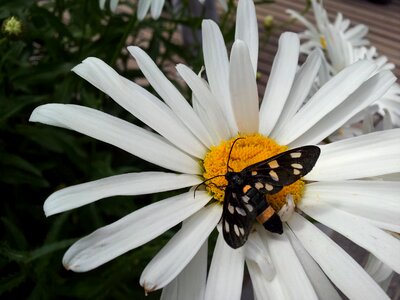 Nature butterfly park daisy