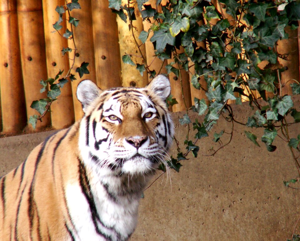Zoo animals nature