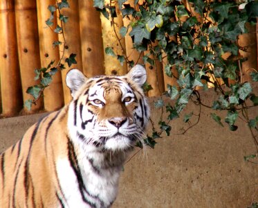 Zoo animals nature