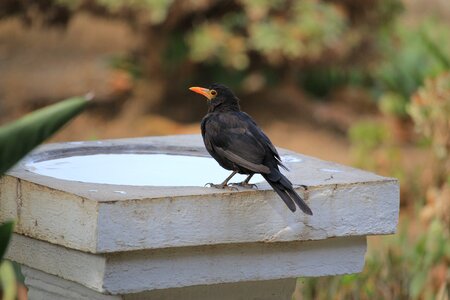 Wildlife beak outdoors