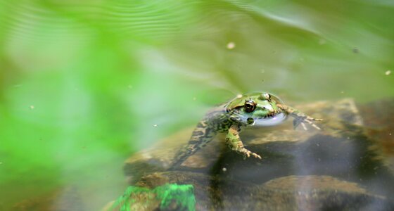 Green lake water