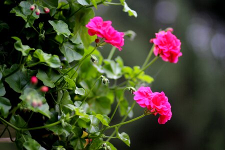 Geranium flower pink