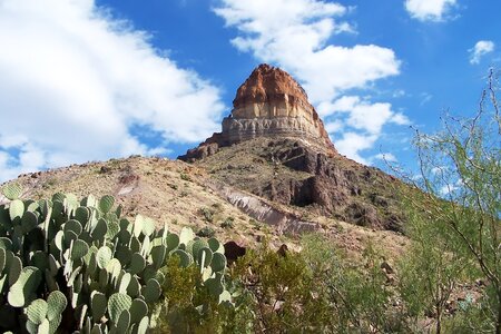 Arizona cactus landscape photo