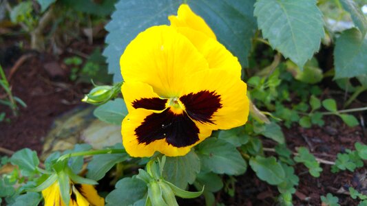 Flower bicolor yellow