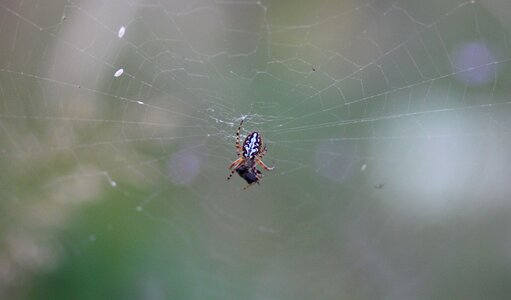Spider web prey food
