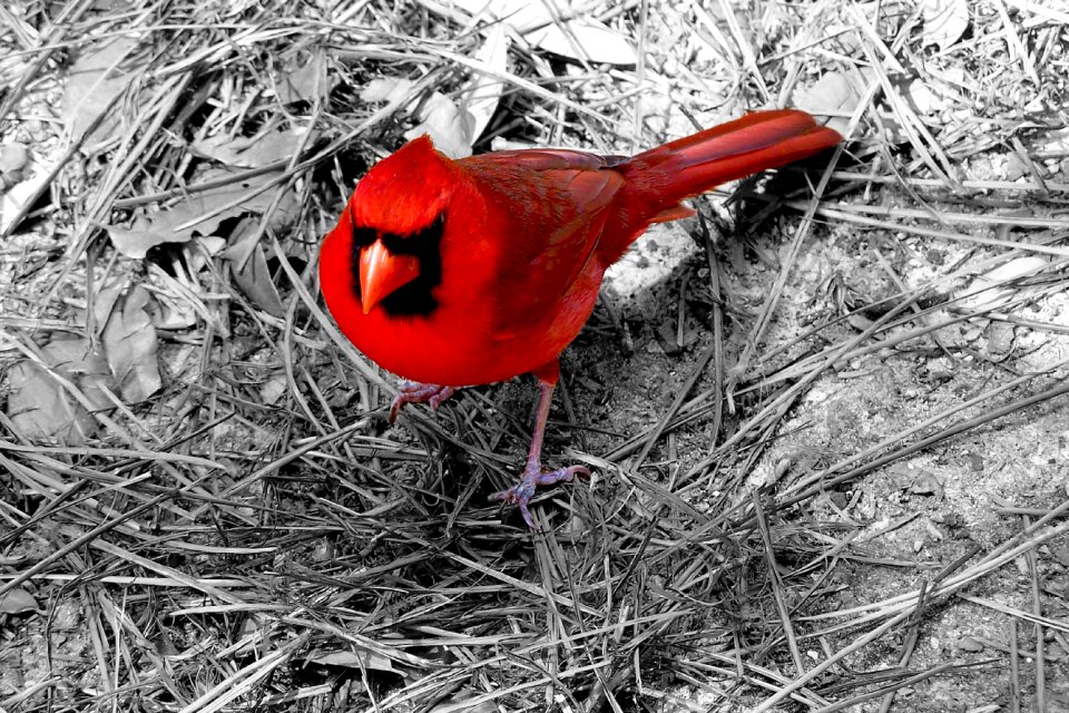 Ohio wildlife animal