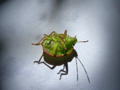 Bernat pudent bug plague