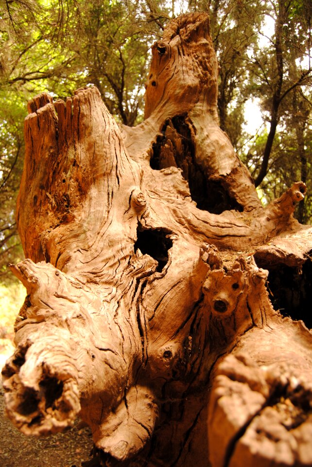 Dry wood forest photo