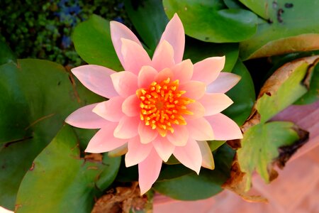 Flower pink green