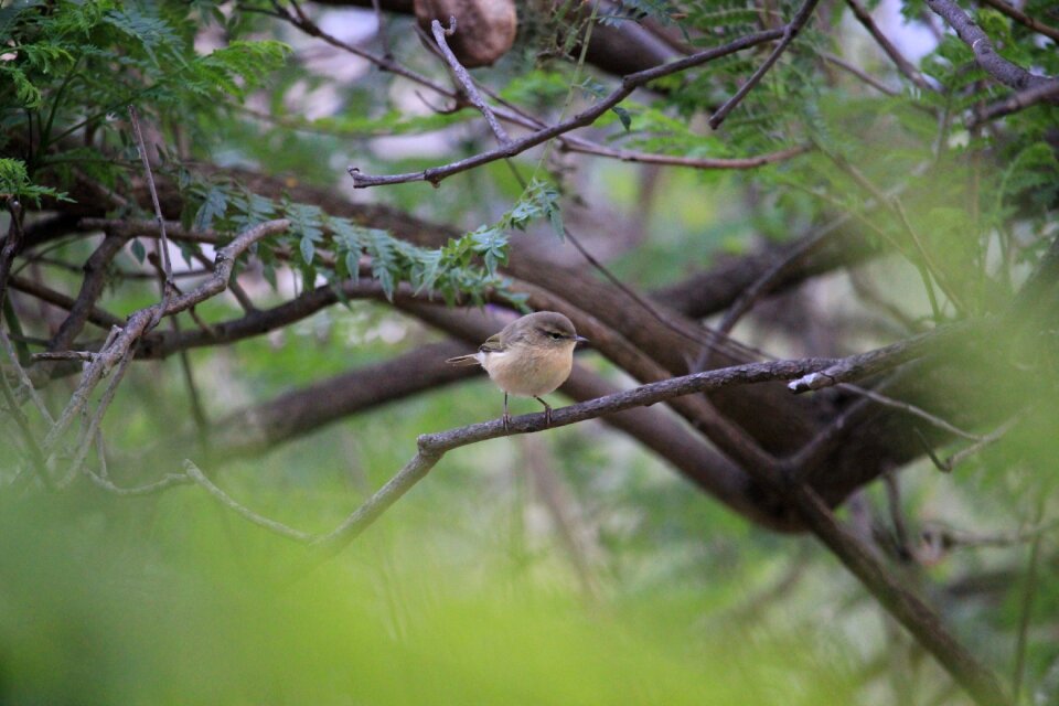 Wildlife habitat wild