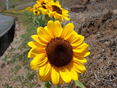 Sunny nature brown sunflower photo