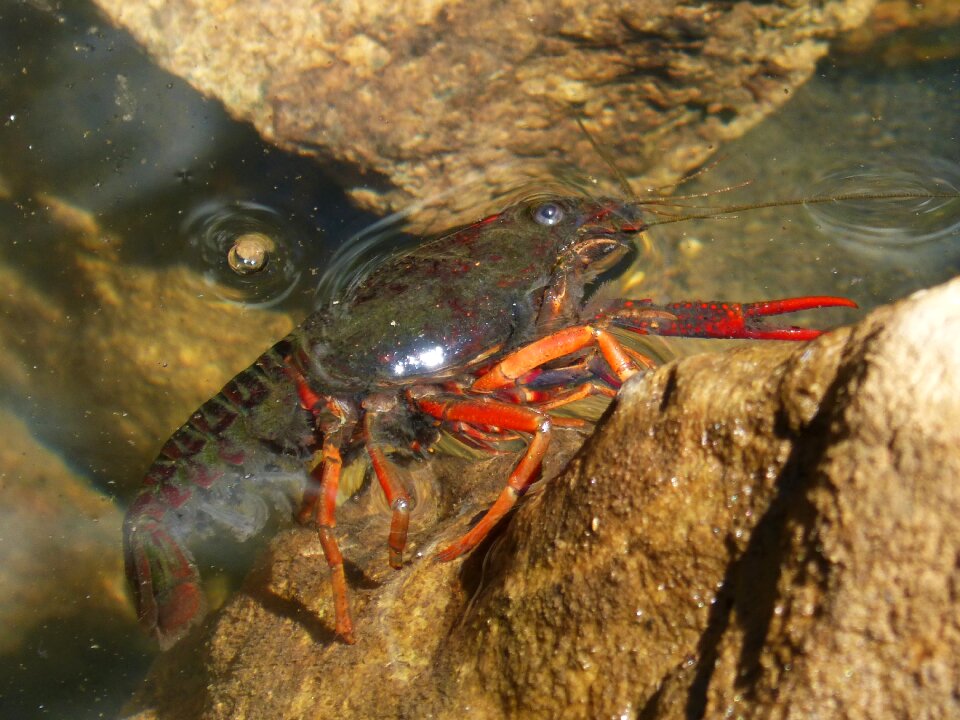 Tweezers river invasive species