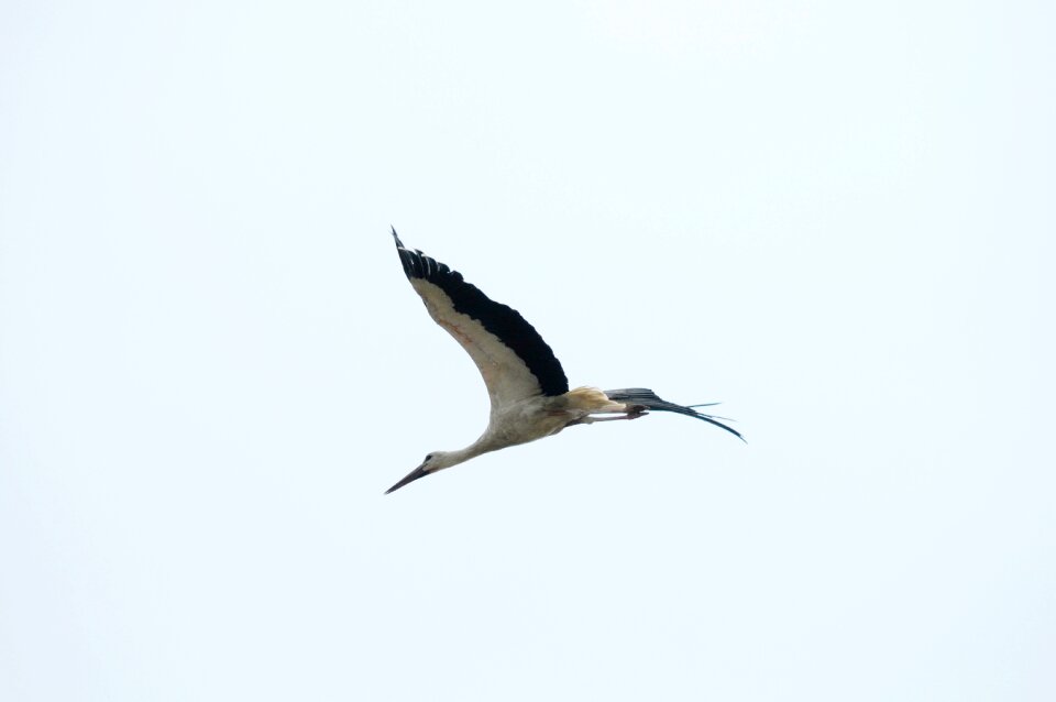 Burgenland flying nature
