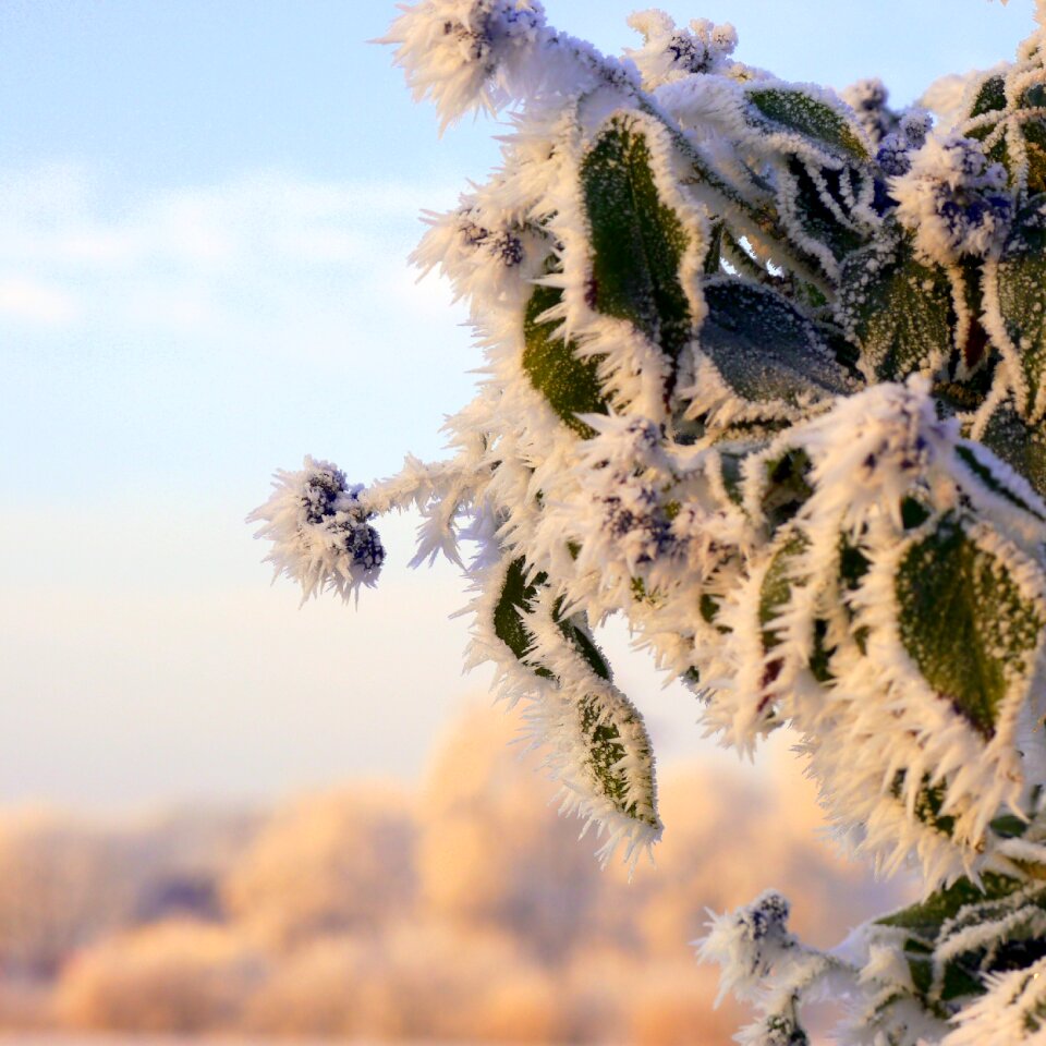 Plant frost hardest