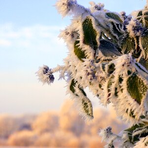 Plant frost hardest photo