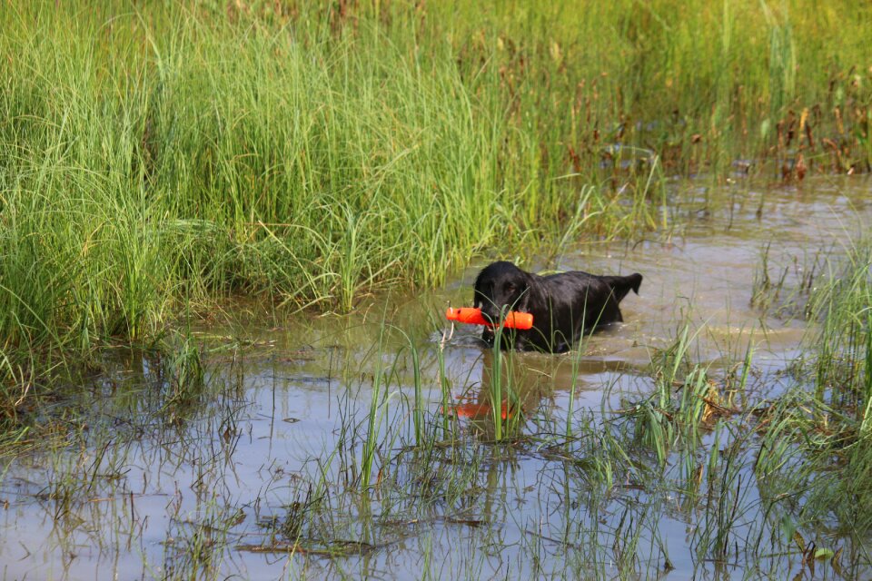 Flat-coated retriever water pet