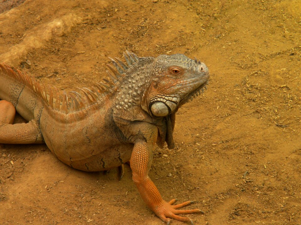 Iguana desert zoo