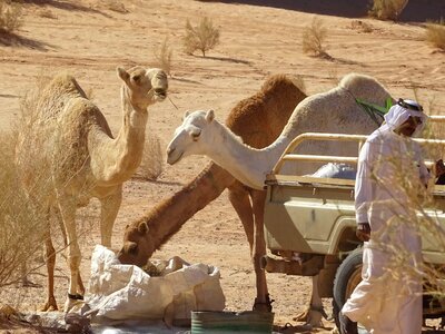 Camel jordan desert photo