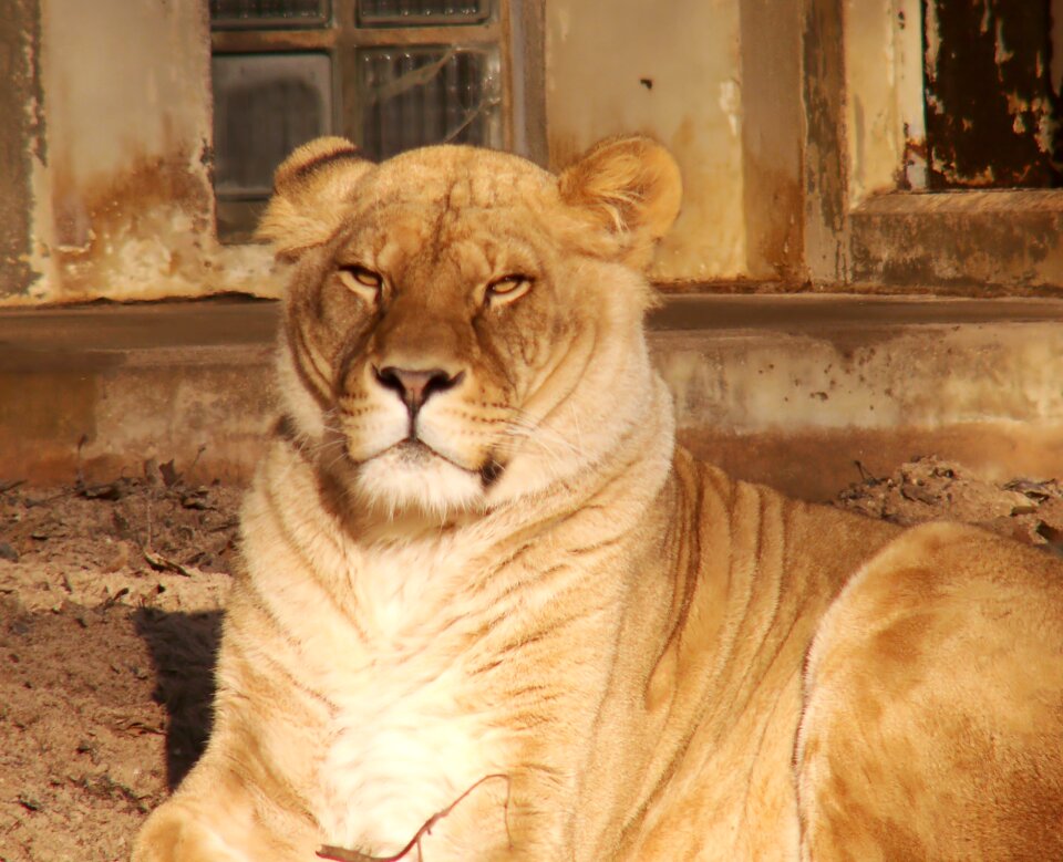 Africa animals exotic animals
