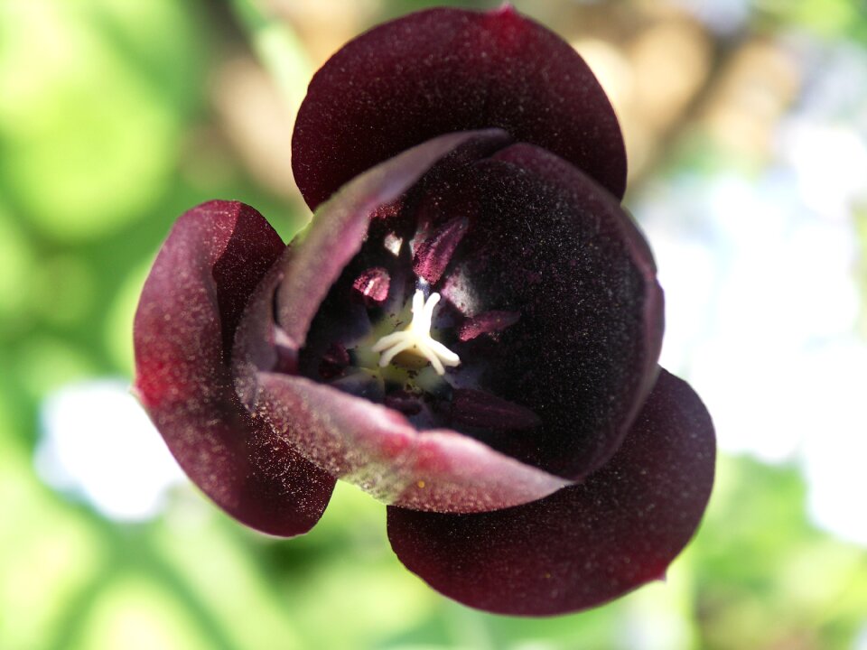 Tulip black flower