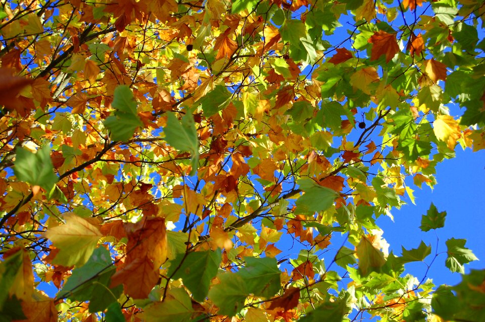 Leaves in the autumn golden autumn fall foliage photo