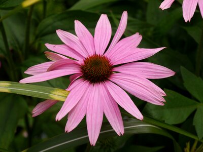 Flower blossom bloom