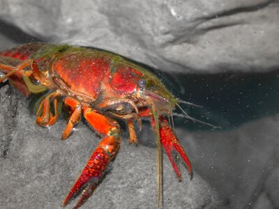 Tweezers river invasive species
