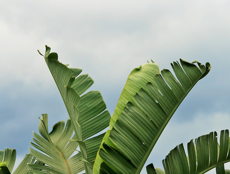 Fan shaped strelitzia giant