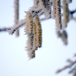 Plant frost hardest