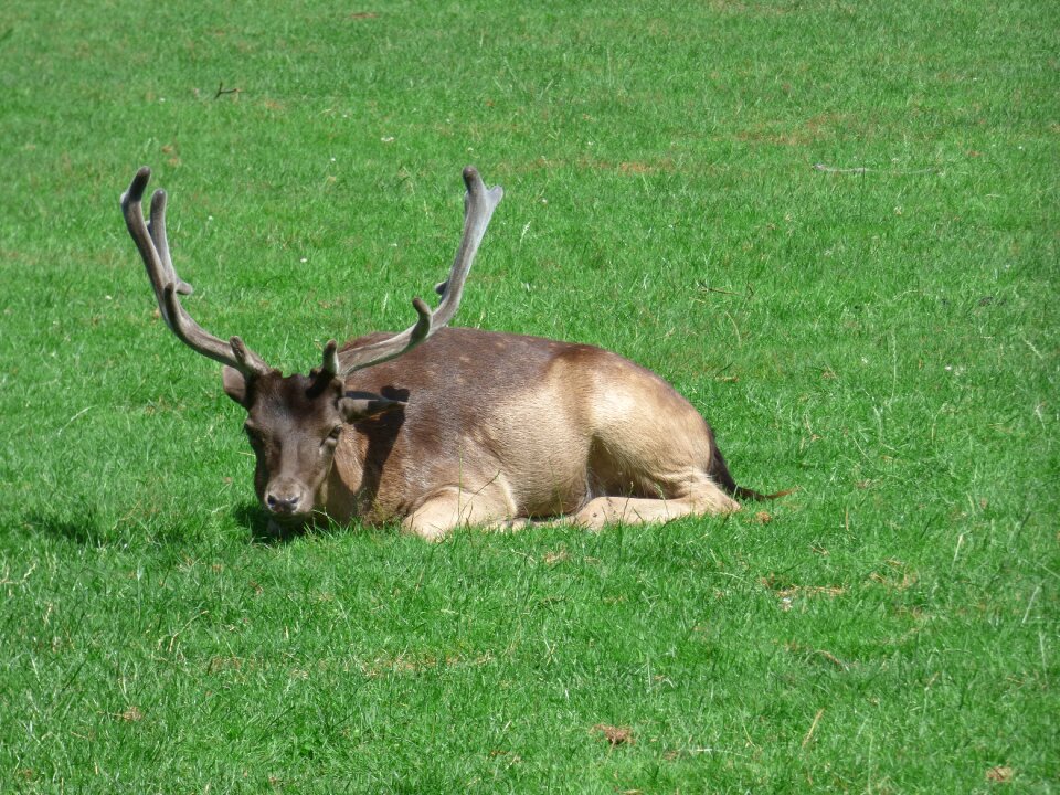 Mammal wild animals