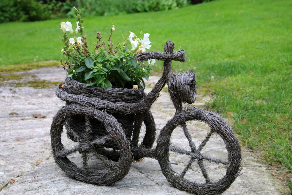 Summer flower garden flower summer
